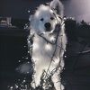 xostephb